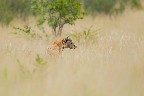 Spotted hyena (Crocuta crocuta) or hyaena standing in savannah grassland in the Okavango Delta, Botswana
