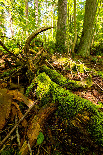 istock A beautiful summer forest landscape with an old fallen tree. 2251195610