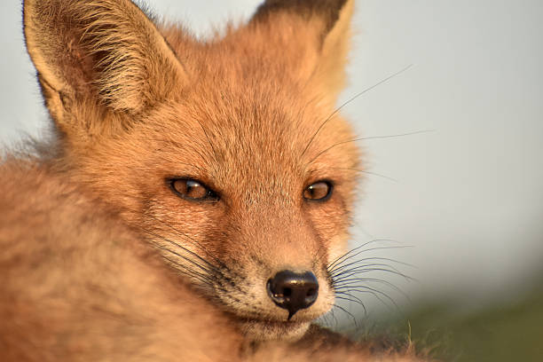Fox Kit Waking Up In The Bright Morning Sun. Fox kit looking into the morning sun at the camera. a close up photo of his head or face. with a bokeh background of sky and ground
