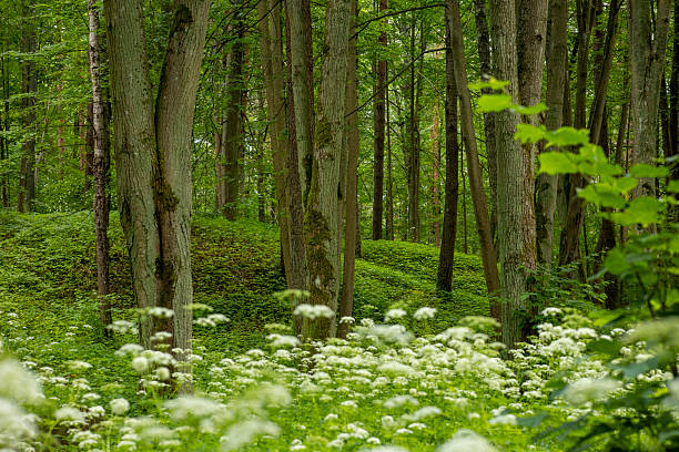 White ground elders blooning in a summer forest landscape. A seasonal scenery of woodlands in Latvia, Europe.