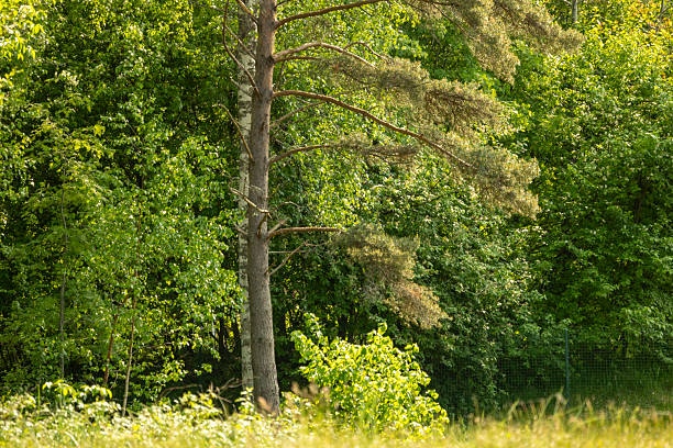 A beautiful sunny forest landscape with pine trees. A summer scenery of woodlands ir Latvia, Europe.