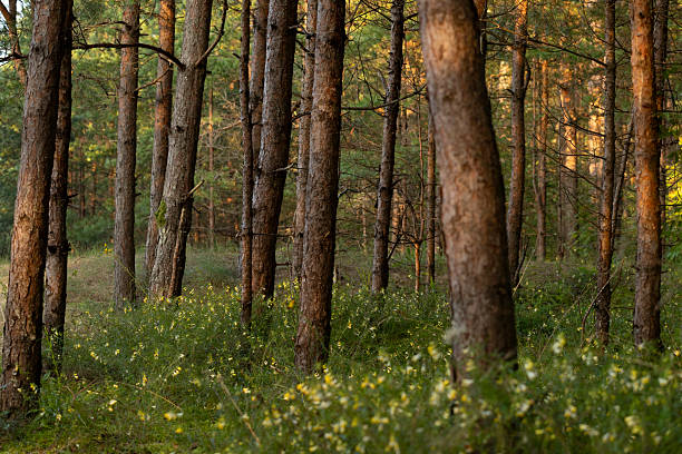 istock A beautiful sunny forest landscape with pine trees. 2251198217