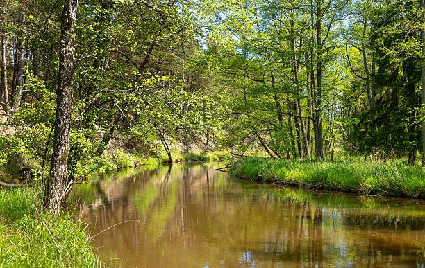 istock A beautiful summer forest scenery with a small river. 2251198797