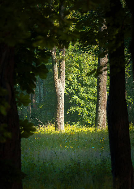 istock A beautiful sunny forest landscape in a summer day. 2251199597