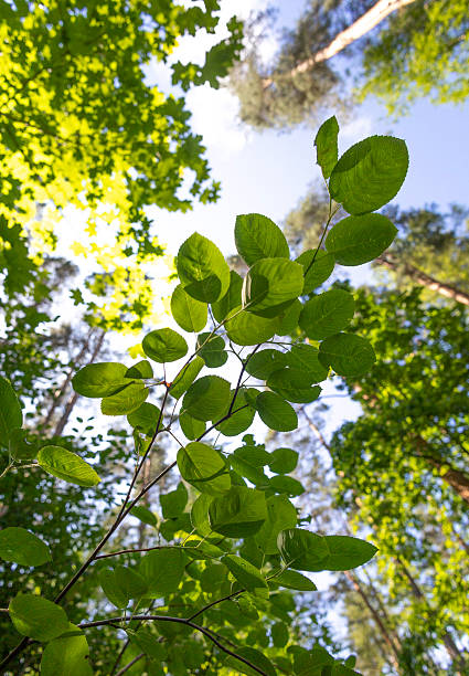 istock A beautiful summer scenery in forest with fresh green leaves, looking up. 2251200071