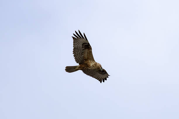 istock Long-legged Buzzard (Buteo rufinus) Flying Over Limassol Sky 2251200648