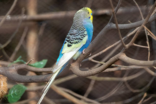 A beautiful Budgerigar (Melopsittacus undulatus), also known as a Budgie or Shell Parakeet, sitting perched calmly on a thin tree twig. Popular, colorful pet bird species close-up.