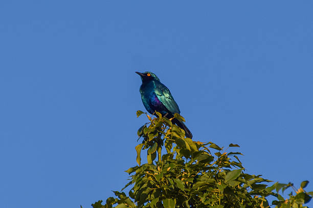 istock A lesser blue-eared glossy starling in Africa 2251201881