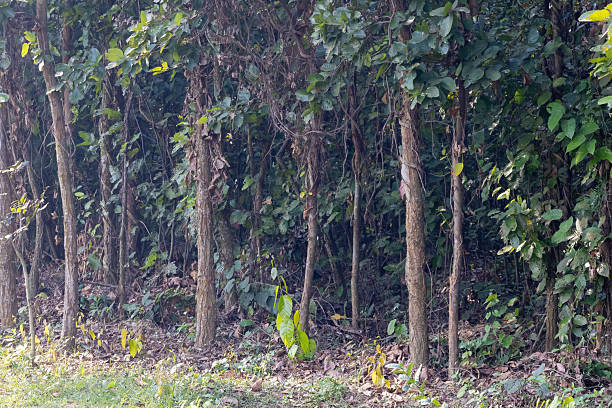 istock Dense tropical forest grove with light brown tree trunks and lush green leaves, a natural woodland habitat or sustainable timber plantation background. 2251202186