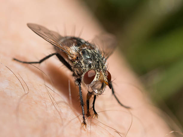 istock Macro view of fly resting on human skin surface 2251202439