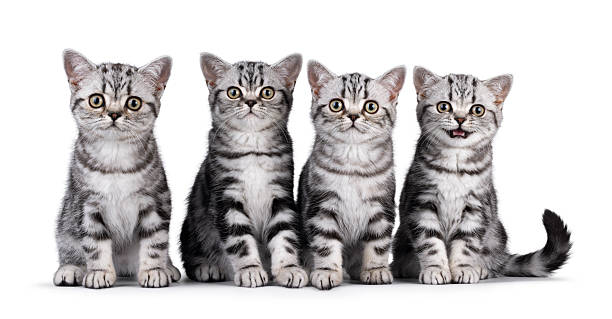 istock British Shorthair kittens row on white background 2251202807