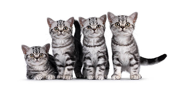 istock British Shorthair kittens row on white background 2251202819