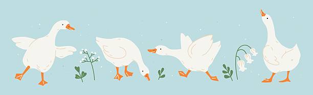 Cute white geese or ducks and wildflowers. Hand drawn farm animals geese with decorative floral elements. Vector illustration for baby shower, Easter, nursery, t-shirt logo, card, poster, invitation