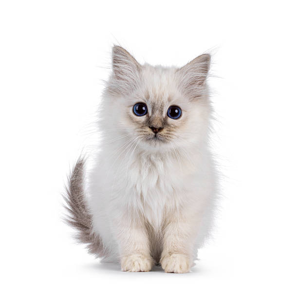 istock Sacred Birman cat kitten on white background 2251203546