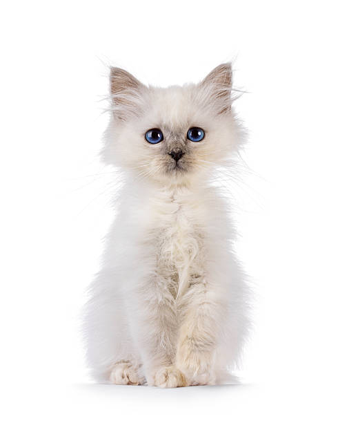istock Cute Birman cat kitten on white background 2251203990