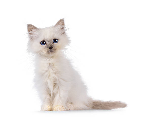 istock Cute Birman cat kitten on white background 2251204088