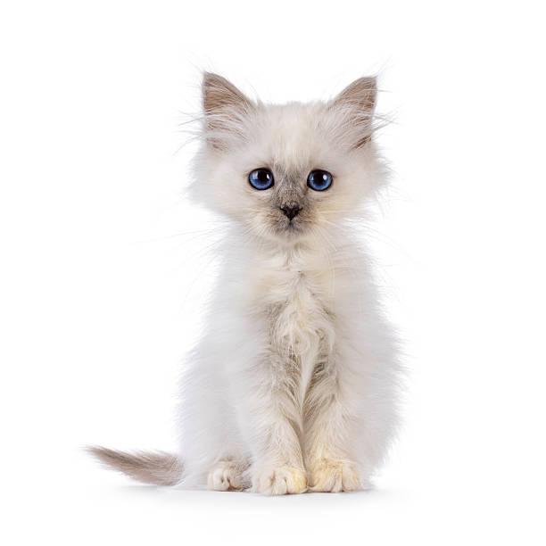 istock Cute Birman cat kitten on white background 2251204110