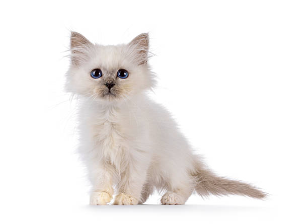 istock Cute Birman cat kitten on white background 2251204134