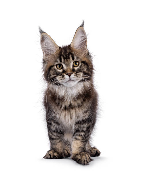 istock Maine Coon cat kitten on white background 2251204510