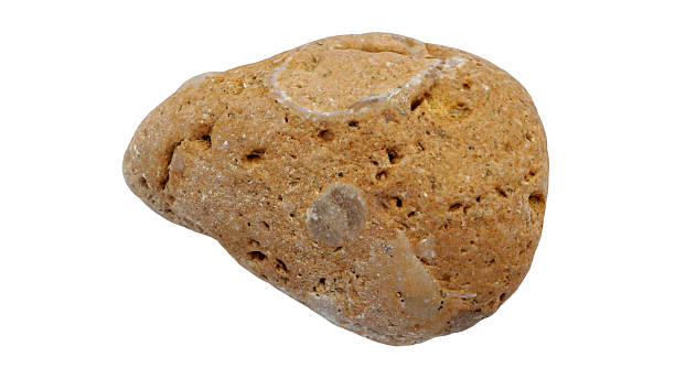 istock Porous Coastal Rock on White Background 2251204621
