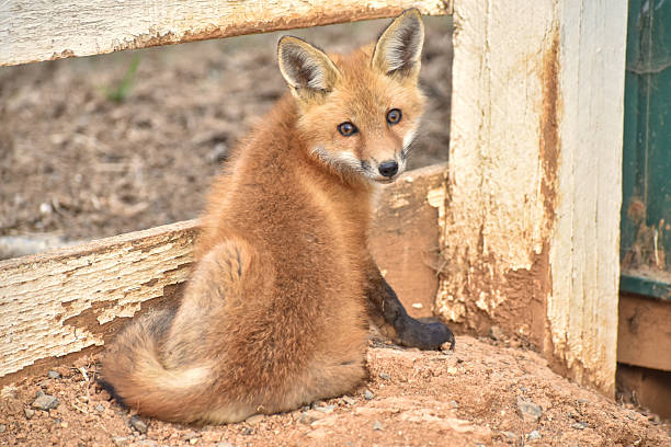 istock Red Fox Kit Sitting And Looking Backwards Towards Me 2251205149