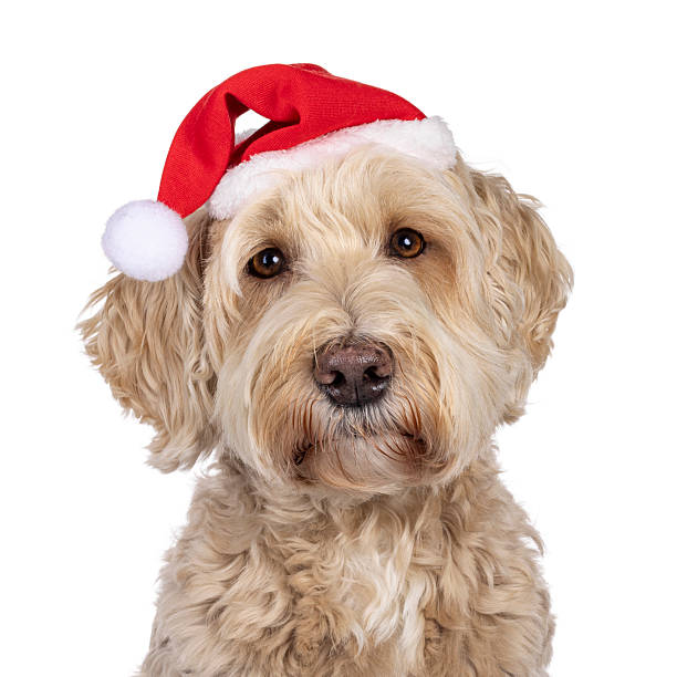 istock Labradoodle dog on white background 2251205179