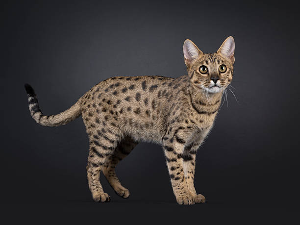 istock Savannah F7 cat on black background 2251205497