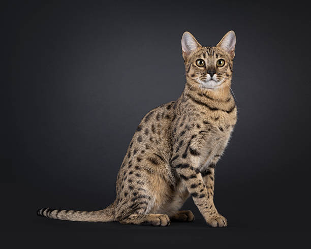 istock Savannah F7 cat on black background 2251205743