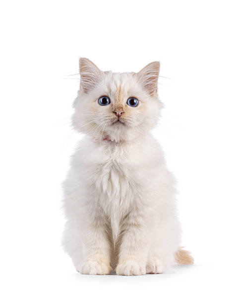 istock Sacred Birman cat kitten on white background 2251205843