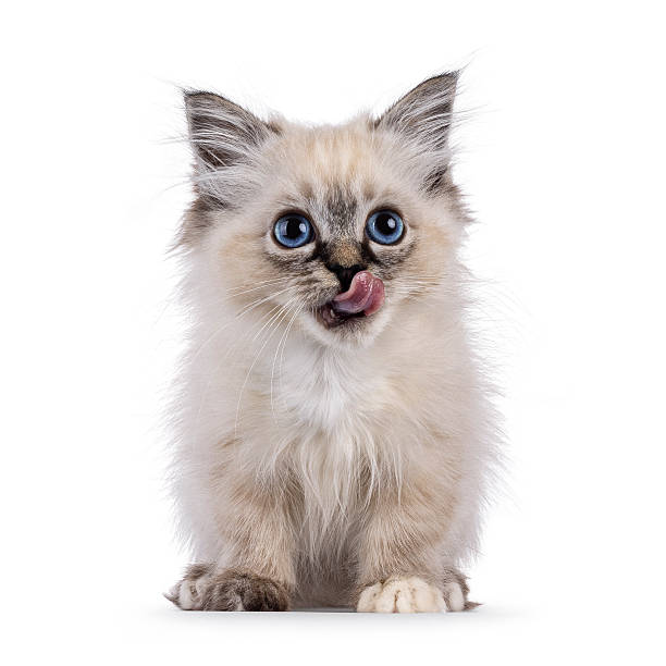 istock Sacred Birman cat kitten on white background 2251206552
