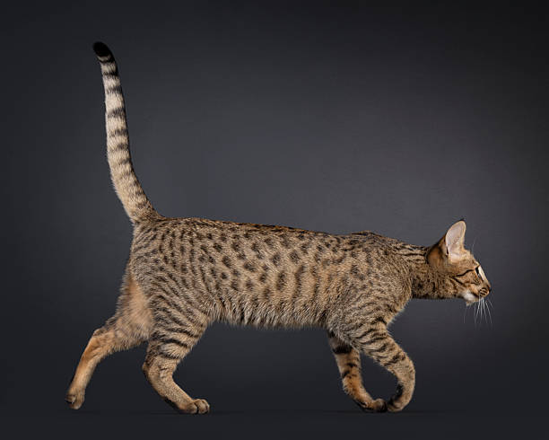 istock Savannah cat on black background 2251206781
