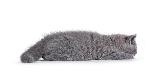 Adorable blue British Shorthair cat kitten, laying flat on floor asleep. Isolated on a white background.