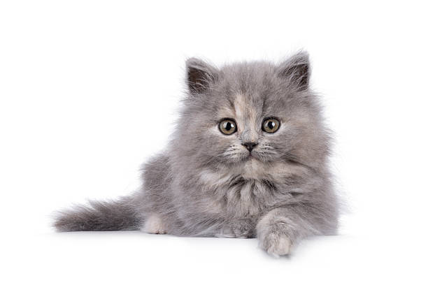 istock British longhair cat kitten on white background 2251206973