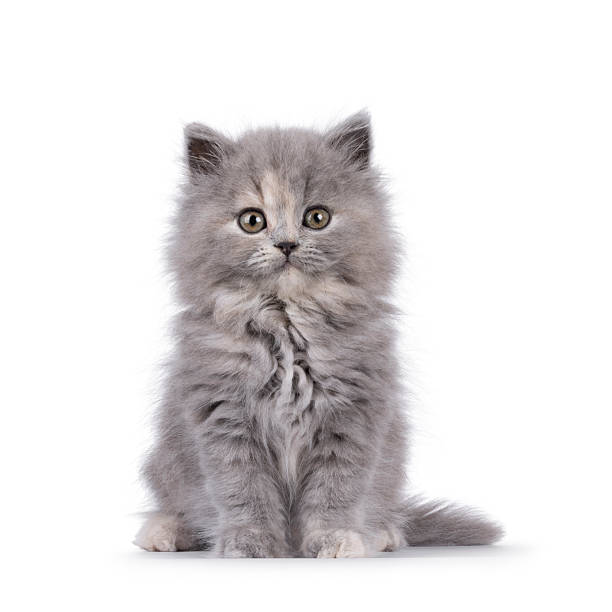 istock British longhair cat kitten on white background 2251207014