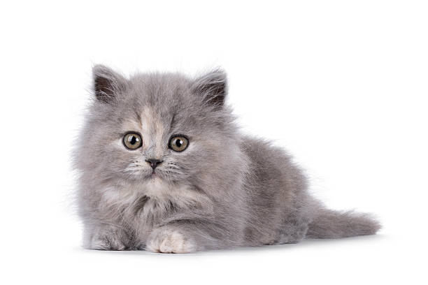 istock British longhair cat kitten on white background 2251207033