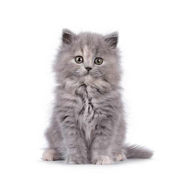 istock British longhair cat kitten on white background 2251207063
