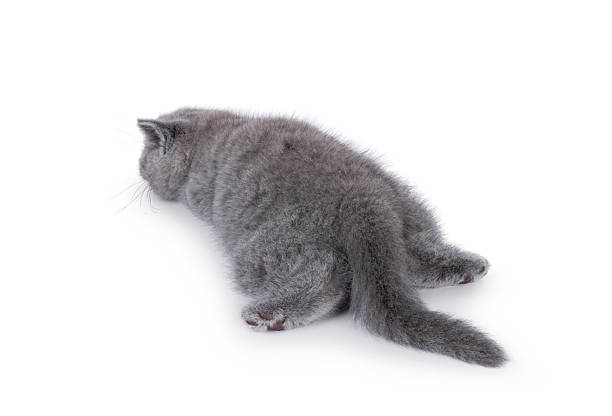 istock British shorthair cat kitten on white background 2251207064