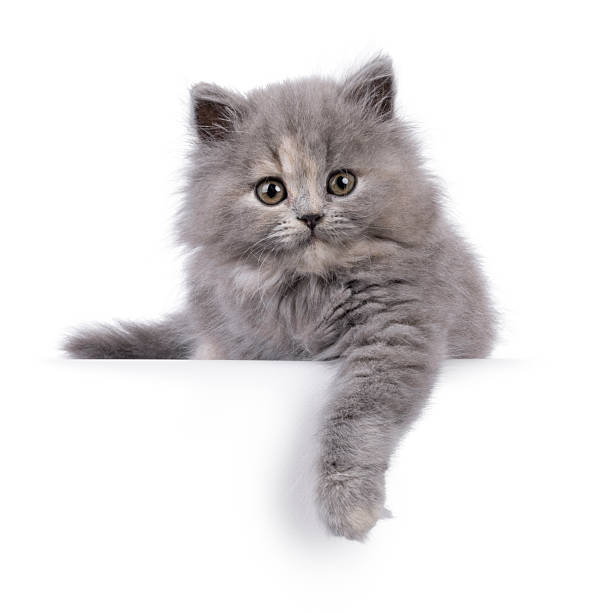istock British longhair cat kitten on white background 2251207113