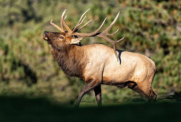 istock Elk bugling during the fall rut with a backdrop of pine trees 2251210653