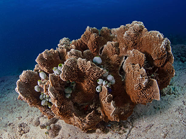 large-polyp stony coral, Pachyseris gemmae, large polypy stony coral