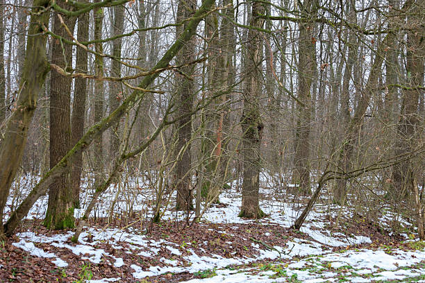 ​A forest landscape with bare trees, leafless branches, and trunks in winter or late autumn. The ground is covered with patches of melting snow and brown leaves, creating a cold, gloomy, yet textured scene.