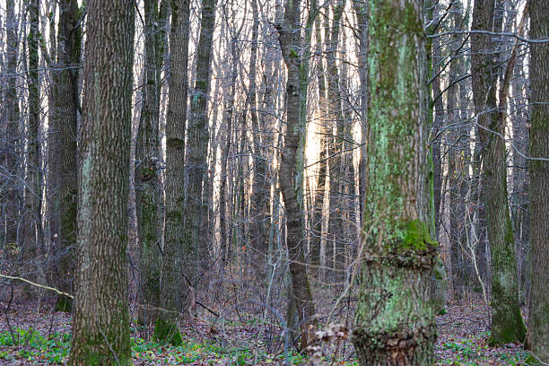 A cool autumn or early spring forest with tall, leafless trees creates a sense of tranquility and solitude. Sunlight streams through the dense trunks, illuminating the ground covered with fallen leaves and dry grass.