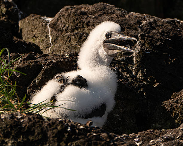 Young Cocos Booby in Costa Rica