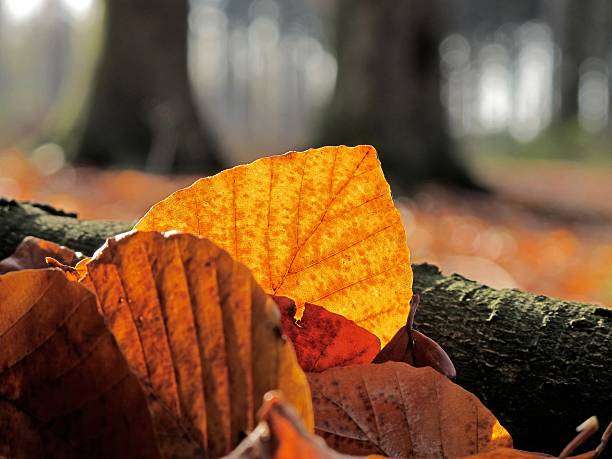 istock Autumn colourful beech leaves fallen down on ground 2251211365