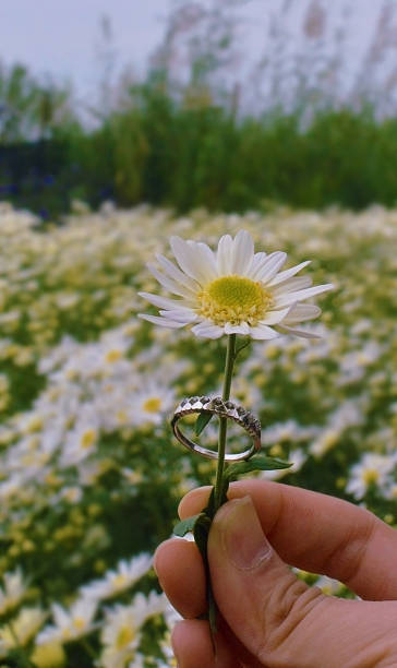 A delicate daisy holds an engagement ring, symbolizing love blossoming amidst a field of wildflowers