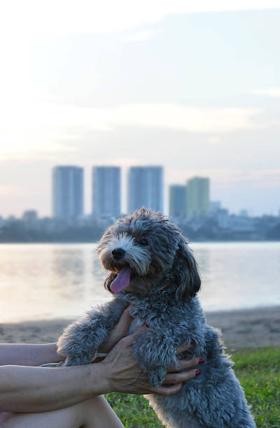 puppy sticking out tongue