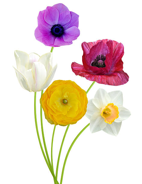 Colorful spring flower bouquet isolate white