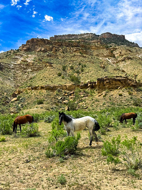 istock Wild Horses Beneath Sandstone Ridges 2251217825