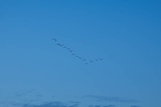 Birds flying together in a v formation against a deep blue sky. Illustrating migration, teamwork, and freedom