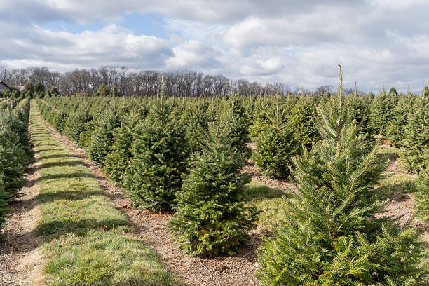 istock Trees in a Row at Christmas Tree Farm 2251220393